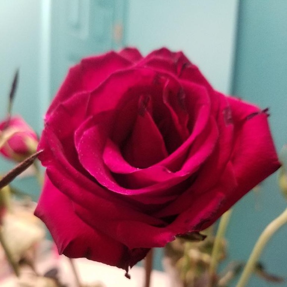 Meet your Posher, Destiny - Picture 3 of 5